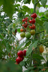 ripe and unripe red cherry tomatoes on the branch in greenhouse on a blurred background of greenery, rich vegetable harvest. Shallow depth of field. Close up macro