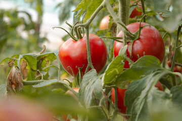 ripe red cherry tomatoes on the branch in organic greenhouse on a blurred background of greenery. Eco-friendly products, rich harvest. Shallow depth of field. Closeup macro