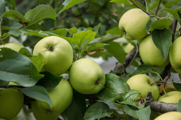 Golden Delicious Apple. Fresh juicy apples on a tree in a garden. Shallow depth of field. Close up macro