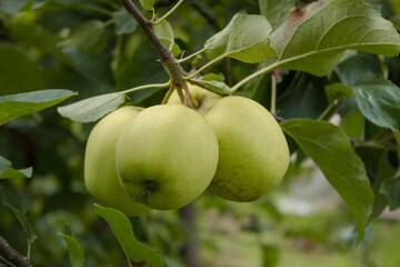 Golden Delicious Apple. A bunch of juicy apples on a tree in a garden on a blurred background of greenery., rich fruit harvest. Shallow depth of field. Close up macro