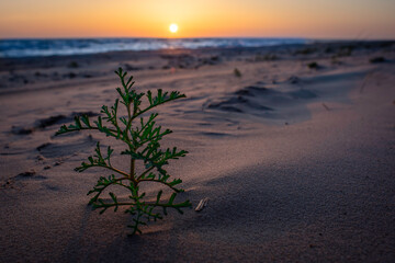 A small lonely plant in the sand at the beach during colorful sunset