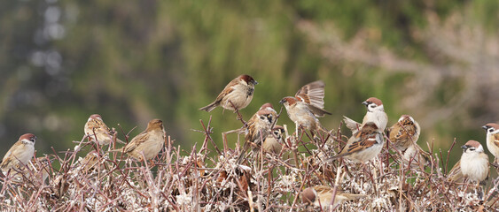A permanent place for house sparrows to congregate on the bush during the winter.