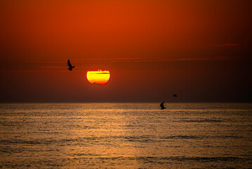 Wonderful red sunset behind some very light clouds and silhouettes of couple seagulls hovering in the air