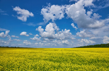 Obraz premium Field of colza rapeseed yellow flowers and blue sky, Ukrainian flag colors, Ukraine agriculture