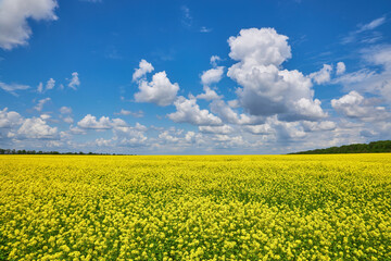 Obraz premium breathtaking view of rapeseed flowers growing in the field under a cloudy and sunny blue sky