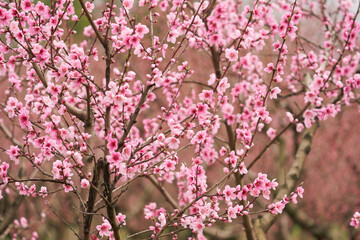 Peach blossom season. A tree with beautiful pink flowers and buds on a blurred garden background.