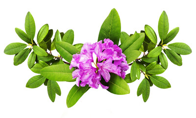 Beautiful pink  branches with lush Rhododendron flowers and white background. Card for relax and...