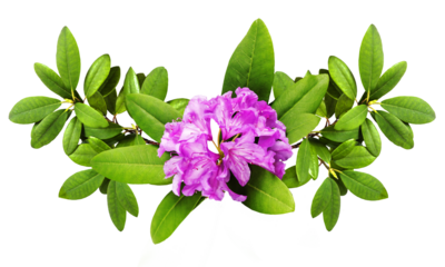 Beautiful pink  branches with lush Rhododendron flowers and white background. Card for relax and meditation