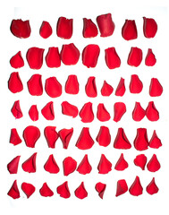 Beautiful Red Rose Flower Petals on A White Background