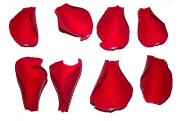Fototapeta premium Beautiful Red Rose Flower Petals on A White Background