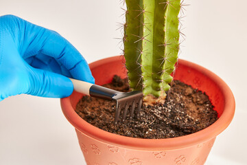 The soil of the cactus is loosened with a rake and sprayed with water.
