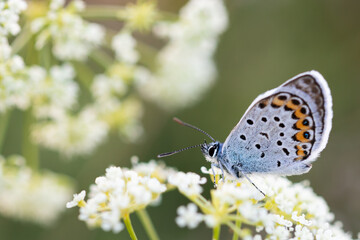 Polyommatus icarus (Common Blue) butterfly on a white flower