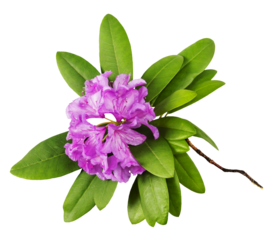 Beautiful pink  branches with lush Rhododendron flowers and white background. Card for relax and meditation
