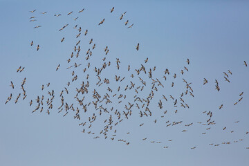 migration of the great white pelican in iraq