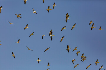 great white pelican migration