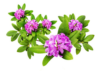 Beautiful pink  branches with lush Rhododendron flowers and white background. Card for relax and meditation