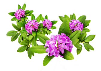 Beautiful pink  branches with lush Rhododendron flowers and white background. Card for relax and meditation