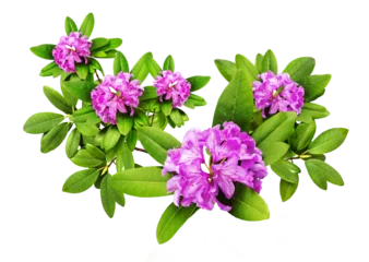 Gordijnen Beautiful pink  branches with lush Rhododendron flowers and white background. Card for relax and meditation © Anna 