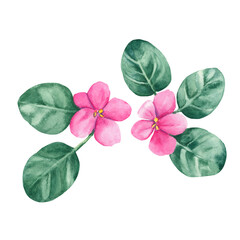 Naklejka premium Violet flowers. African violets. Watercolor illustration isolated on white background. Can be used for stickers, cards, farbic print, cosmetic design.