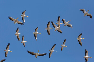 great white pelican migration