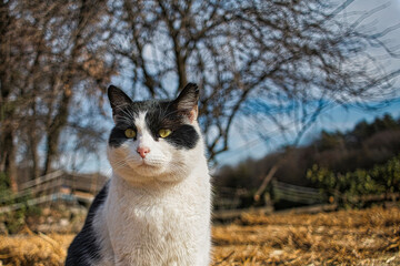 Large farm cat, with a black and white coat.