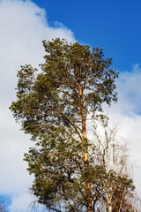 Tall pine on the background of sky and clouds