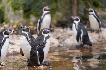 Obraz premium Humboldt penguin (Spheniscus humboldti) on a rock on the edge of the water.