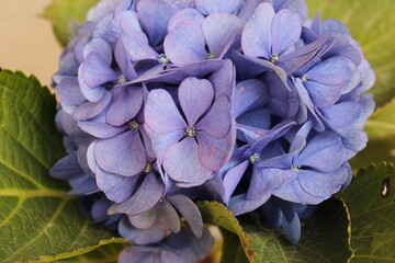 Ramo hortensia azules-violetas. Hortensias azules flores. 