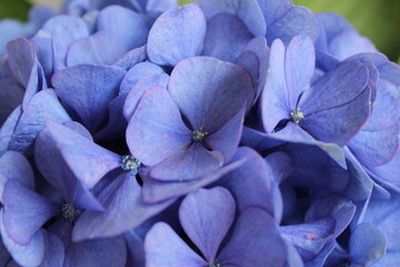 Close up hortensia. Macro hortensia azul. 