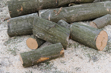 Logs of uncut wood seen piled. People collect firewood to survive during winter.