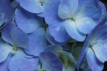 Close-up hortensias azules. Flor hortensia. 