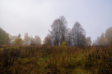 Obraz na płótnie Canvas Morning autumn landscape. Foggy dawn. Large clearing with lonely trees flooded with thick fog