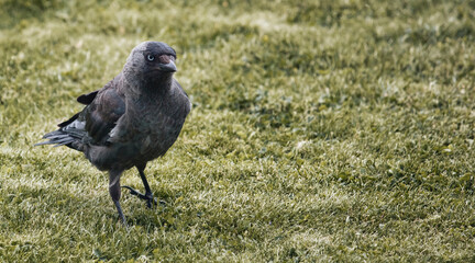 Full-body shot of a Carrion Crow walking on the grass in a field in the countryside