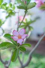 flor del jardin de la abuela 