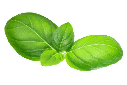 Sweet basil leaves isolated png. Ocimum basilicum herb