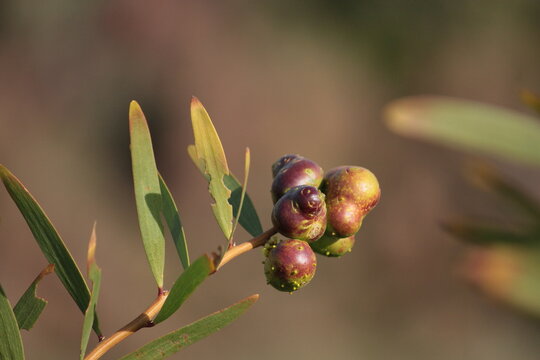 Bagas Images Browse 1,497 Stock Photos, Vectors, and Video Adobe Stock