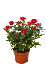Red decorative roses