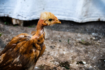 Little chicken sitting in a cage.
