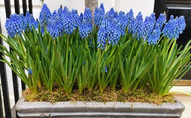 Spring scene showing blue grape hyacinths in trough in front garden