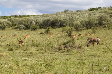 Kenya - Savannah - Impala