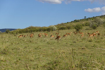 Kenya - Savannah - Impala