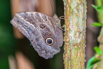 Owl butterfly in the tropical rainforest