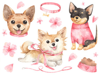 Dogs Chihuahua with pink flowers. Watercolor hand-drawn set of illustrations. Chihuahua with pink ribbon, collar and leash