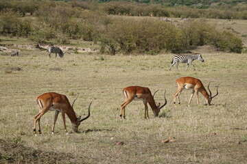 Kenya - Savannah - Impala
