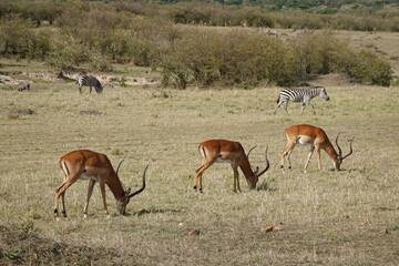 Naklejka na ściany i meble Kenya - Savannah - Impala