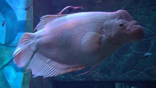 A beautiful pink representative of the giant gourami fish or osphronemus goramy swims in blue water