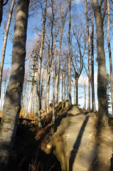 Ścieżka w bukowym lesie w górach © Wyszomirski