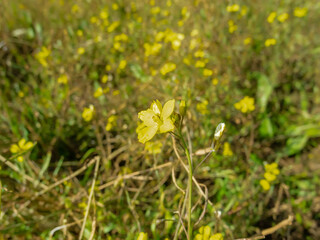 Obraz premium yellow flowers in the grass