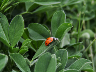 Ladybug sat upon a leaf
