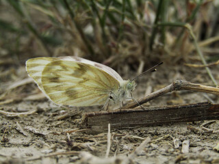 Pale yellow butterfly